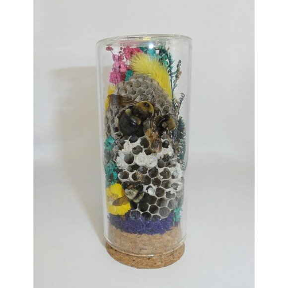 Wasp Nest & Carpenter Bee Oddity Jar curiosity dome hive insect taxidermy goth - Picture 15 of 16